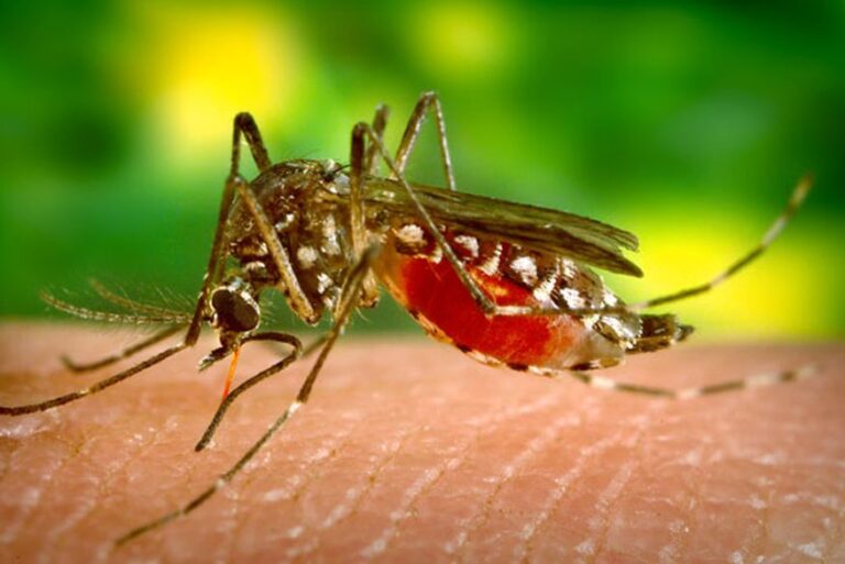 Sumé e Monteiro registram mortes por dengue no primeiro semestre de 2026
