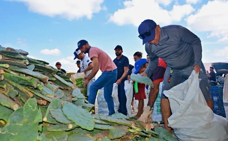 Secretaria de Agricultura de Ouro Velho anuncia entrega de raquetes de Palma Califórnia para produtores rurais